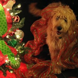 Meet your Posher, Ellen